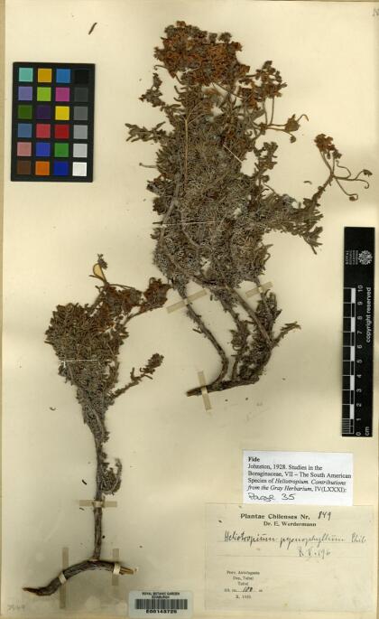 Heliotropium pycnophyllum [Espécimen: ]