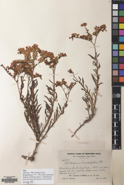Heliotropium linariifolium [Espécimen: ]