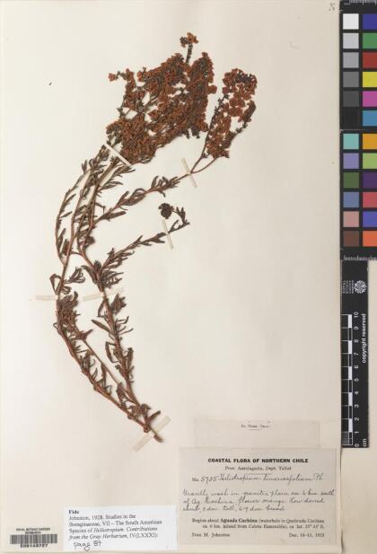 Heliotropium linariifolium [Espécimen: ]