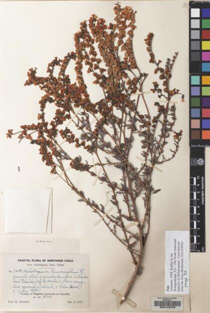 Heliotropium linariifolium [Espécimen: ]