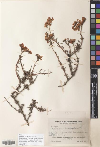 Heliotropium linariifolium [Espécimen: ]