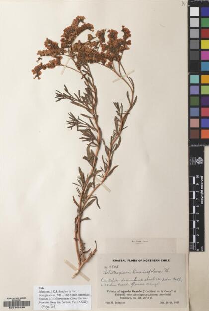 Heliotropium linariifolium [Espécimen: ]