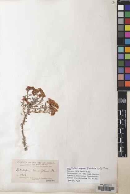 Heliotropium floridum [Espécimen: ]