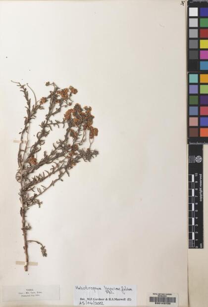 Heliotropium myosotifolium [Espécimen: ]