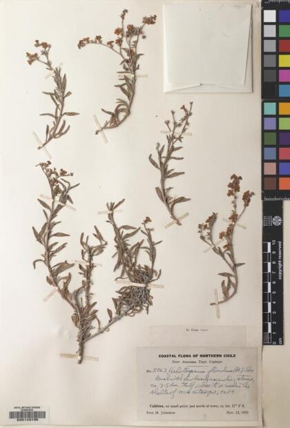 Heliotropium floridum [Espécimen: ]