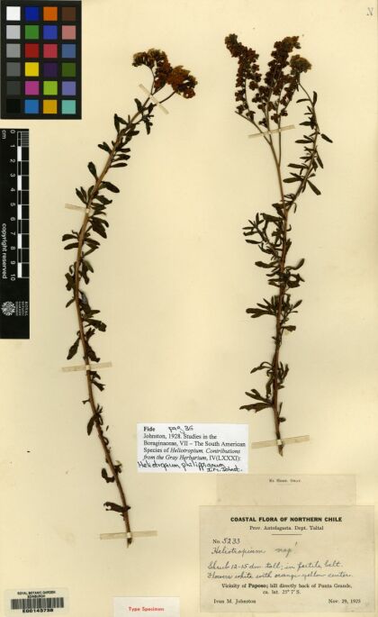 Heliotropium philippianum [Espécimen: ]