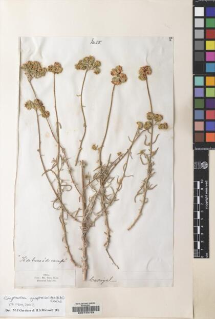 Cryptantha gnaphalioides [Espécimen: ]