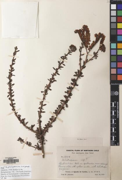 Heliotropium philippianum [Espécimen: ]