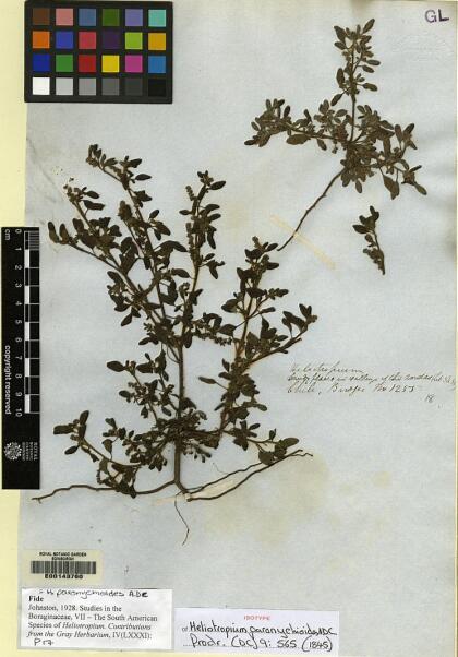 Heliotropium paronychioides [Espécimen: ]