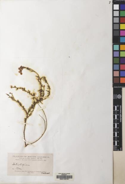 Heliotropium chenopodiaceum [Espécimen: ]