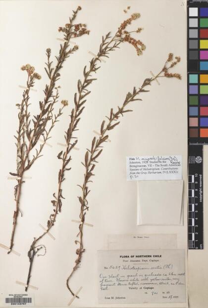 Heliotropium chenopodiaceum [Espécimen: ]