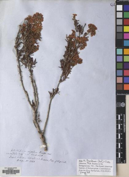Heliotropium floridum [Espécimen: ]