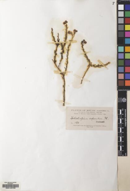 Heliotropium chenopodiaceum [Espécimen: ]