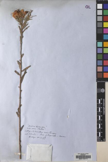 Cordia decandra [Espécimen: ]