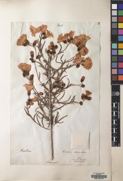 Cordia decandra [Espécimen: ]