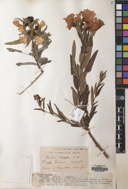 Cordia decandra [Espécimen: ]