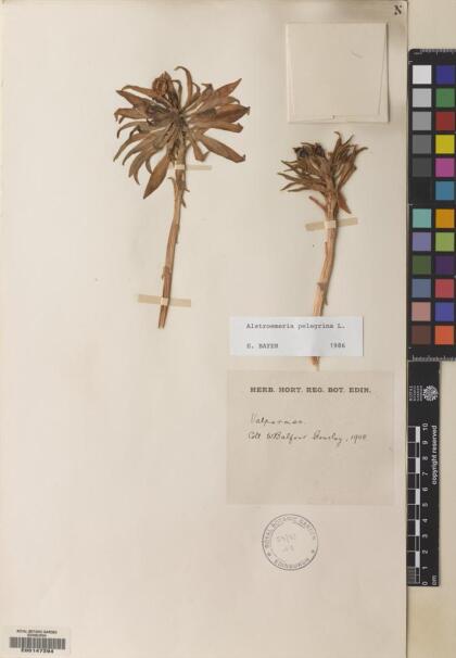 Alstroemeria pelegrina [Espécimen: ]