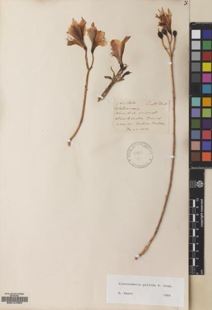 Alstroemeria pallida [Espécimen: ]