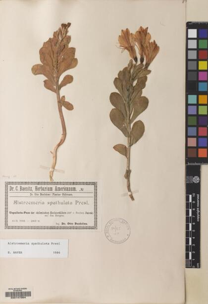 Alstroemeria spathulata [Espécimen: ]