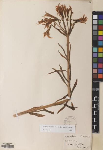 Alstroemeria ligtu subsp. ligtu [Espécimen: ]
