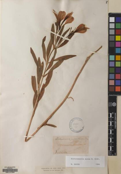 Alstroemeria aurea [Espécimen: ]