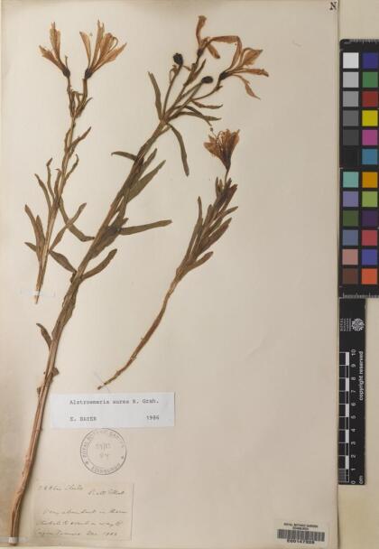Alstroemeria aurea [Espécimen: ]