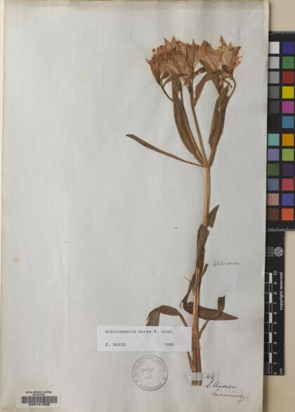 Alstroemeria aurea [Espécimen: ]