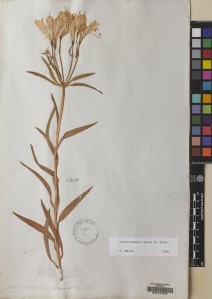 Alstroemeria aurea [Espécimen: ]