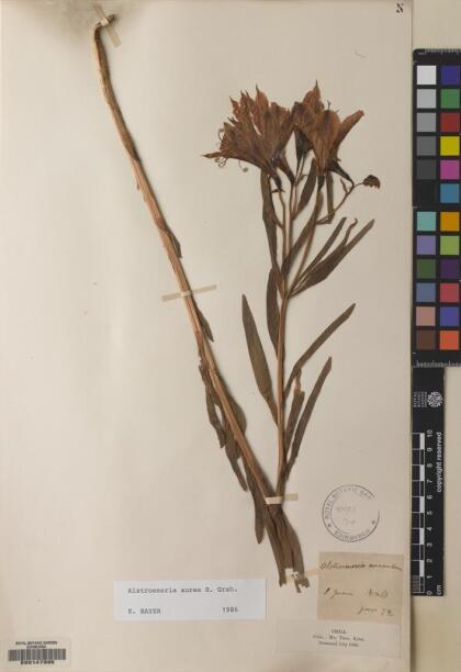 Alstroemeria aurea [Espécimen: ]