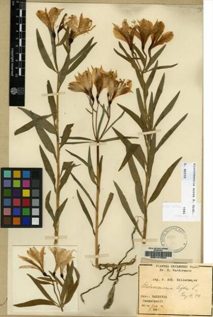 Alstroemeria aurea [Espécimen: ]