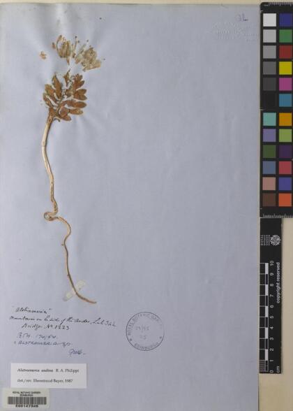 Alstroemeria andina [Espécimen: ]