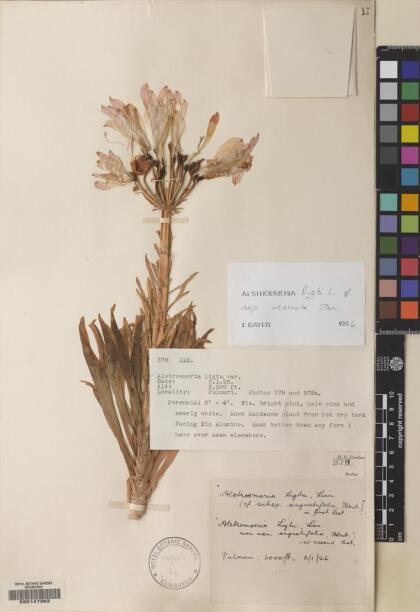 Alstroemeria ligtu [Espécimen: ]
