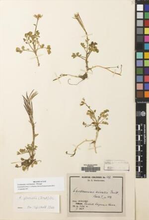 Cardamine volckmannii [Espécimen: ]