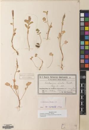 Cardamine volckmannii [Espécimen: ]