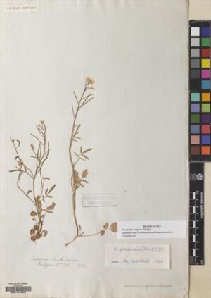 Cardamine vulgaris [Espécimen: ]