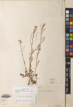Cardamine vulgaris [Espécimen: ]