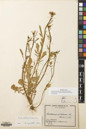 Cardamine glacialis [Espécimen: ]