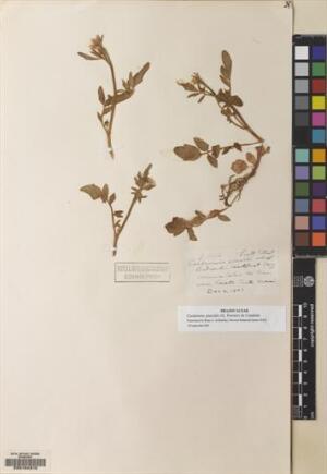 Cardamine glacialis [Espécimen: ]
