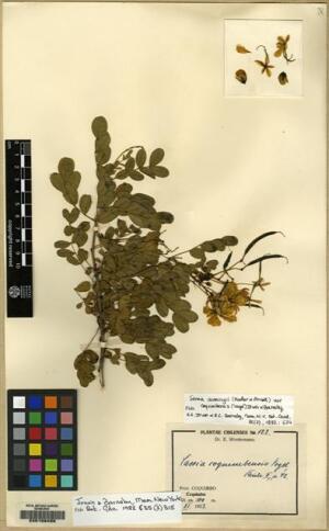 Senna cumingii var. coquimbensis [Espécimen: ]