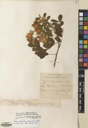 Senna cumingii var. coquimbensis [Espécimen: ]