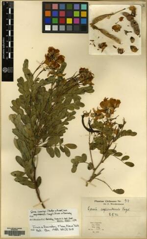 Senna cumingii var. coquimbensis [Espécimen: ]