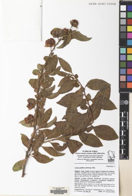 Latua pubiflora [Espécimen: ]