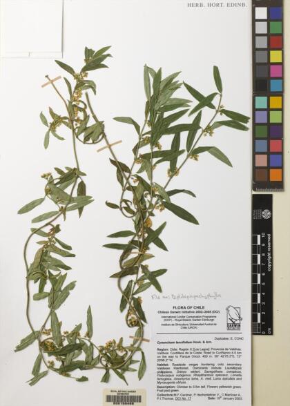 Diplolepis pachyphylla [Espécimen: ]