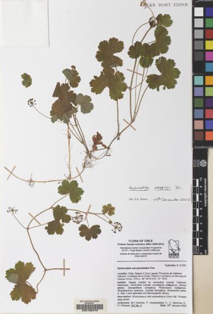 Hydrocotyle poeppigii [Espécimen: ]