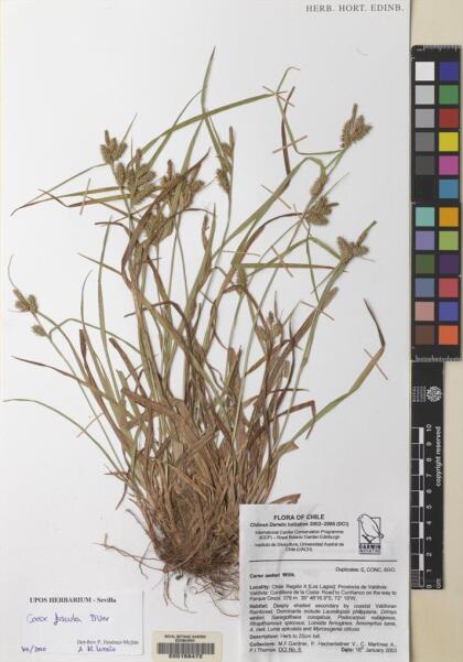 Carex fuscula [Espécimen: ]