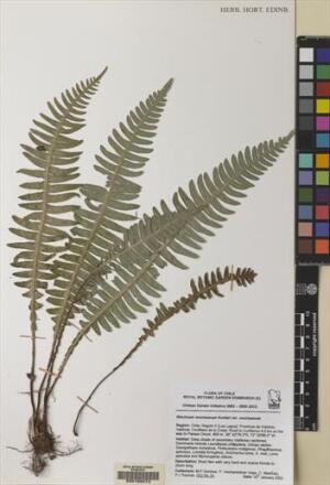 Austroblechnum lechleri [Espécimen: ]