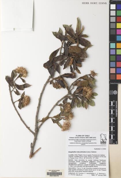 Archidasyphyllum diacanthoides [Espécimen: ]