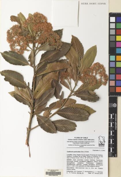 Caldcluvia paniculata [Espécimen: ]