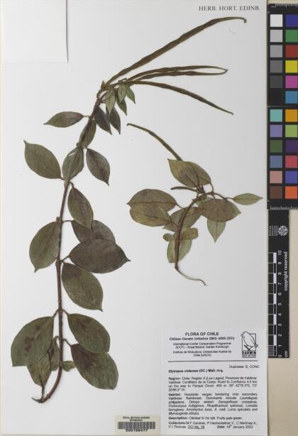 Elytropus chilensis [Espécimen: ]