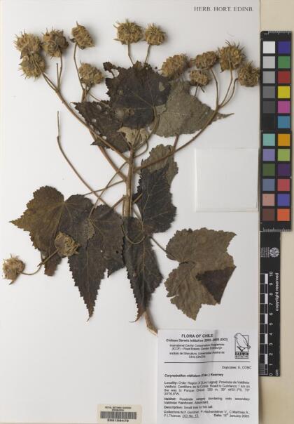 Corynabutilon vitifolium [Espécimen: ]